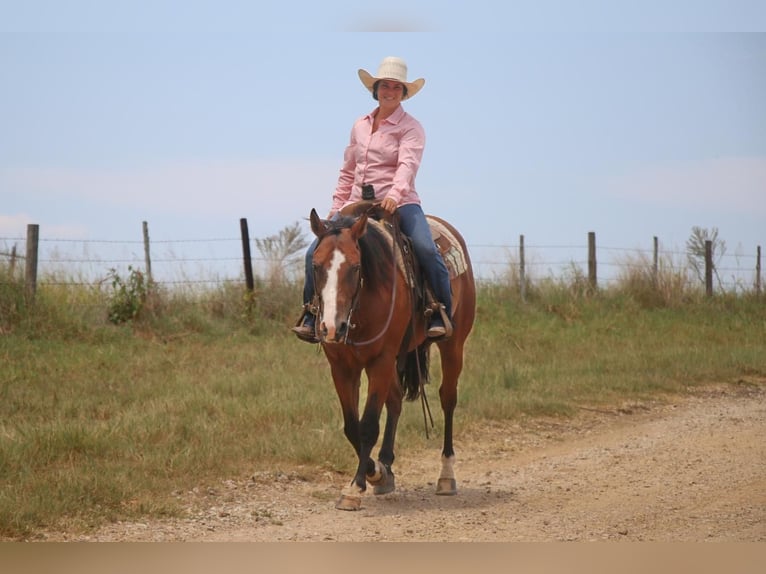 American Quarter Horse Gelding 12 years 15 hh Bay in Carthage