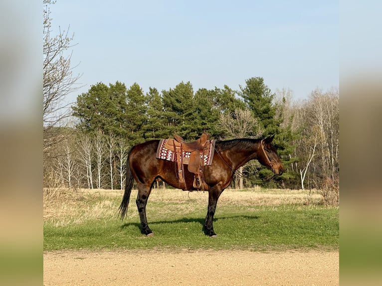 American Quarter Horse Gelding 12 years 15 hh Bay in Cannon Falls