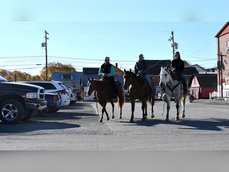 American Quarter Horse Gelding 12 years 15 hh Bay in Rebersburg, PA