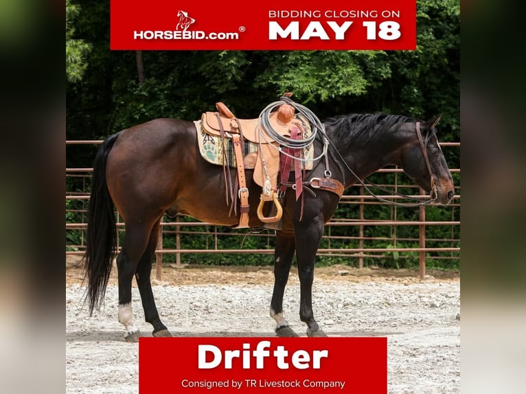 American Quarter Horse Gelding 12 years 15 hh Bay in Rusk