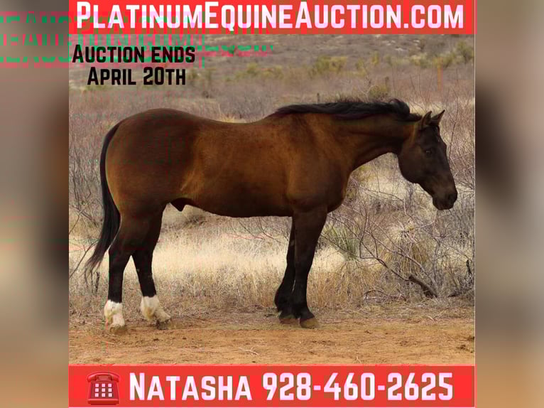 American Quarter Horse Gelding 12 years 15 hh Bay in Camp Verde AZ