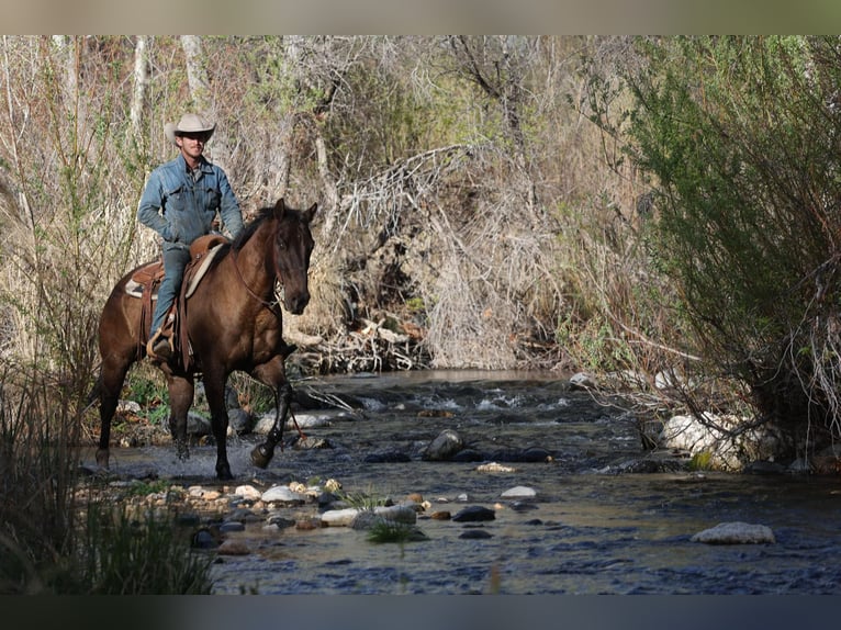 American Quarter Horse Gelding 12 years 15 hh Bay in Camp Verde AZ