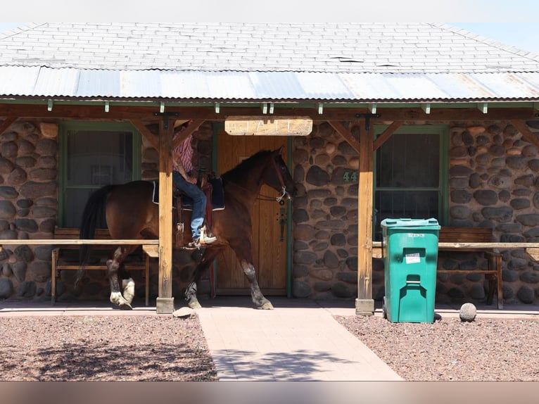 American Quarter Horse Gelding 12 years 15 hh Bay in Camp Verde AZ