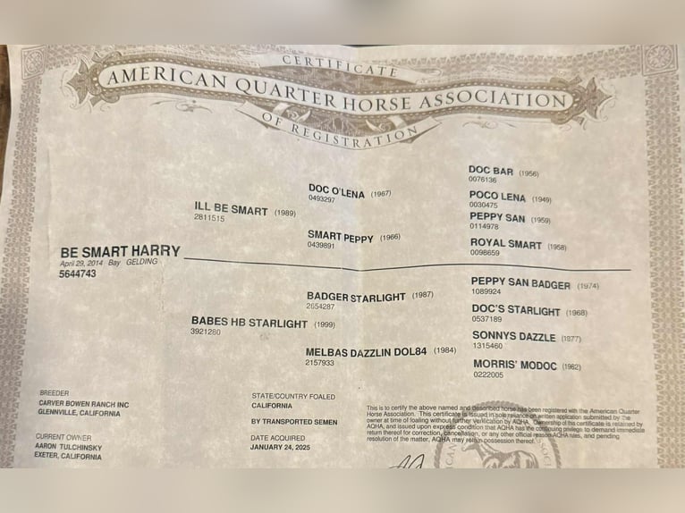 American Quarter Horse Gelding 12 years 15 hh Bay in Paicines CA