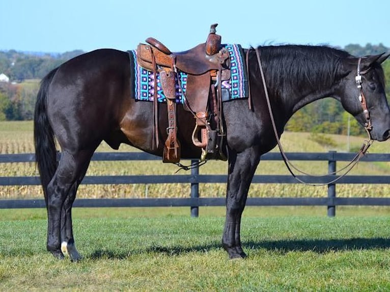 American Quarter Horse Gelding 12 years 15 hh Black in Fredericksburg, OH