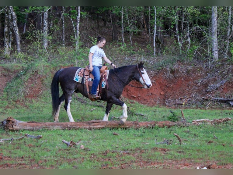American Quarter Horse Gelding 12 years 15 hh Black in Rusk
