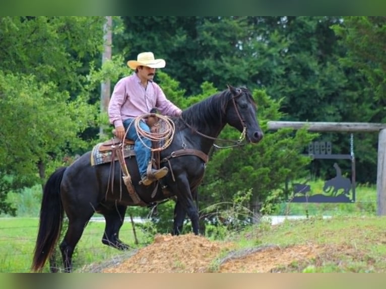 American Quarter Horse Gelding 12 years 15 hh Black in Whitesboro
