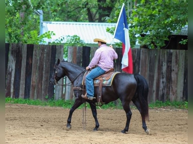 American Quarter Horse Gelding 12 years 15 hh Black in Whitesboro