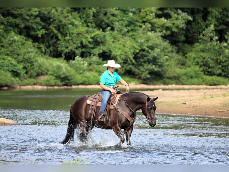 American Quarter Horse Gelding 12 years 15 hh Black in Clarion, PA