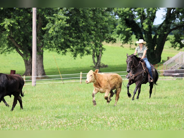 American Quarter Horse Gelding 12 years 15 hh Black in Clarion, PA