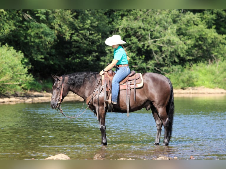 American Quarter Horse Gelding 12 years 15 hh Black in Clarion, PA