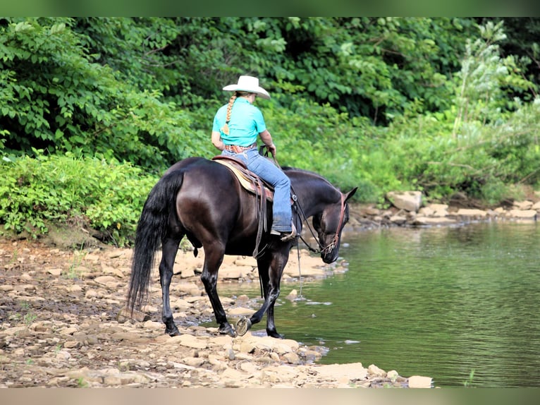 American Quarter Horse Gelding 12 years 15 hh Black in Clarion, PA