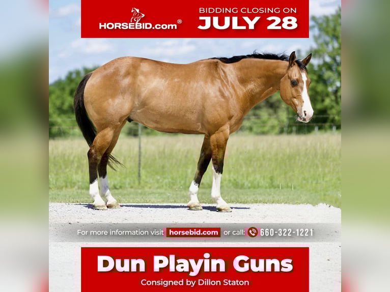 American Quarter Horse Gelding 12 years 15 hh Buckskin in Carrollton