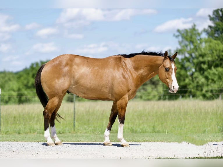 American Quarter Horse Gelding 12 years 15 hh Buckskin in Carrollton