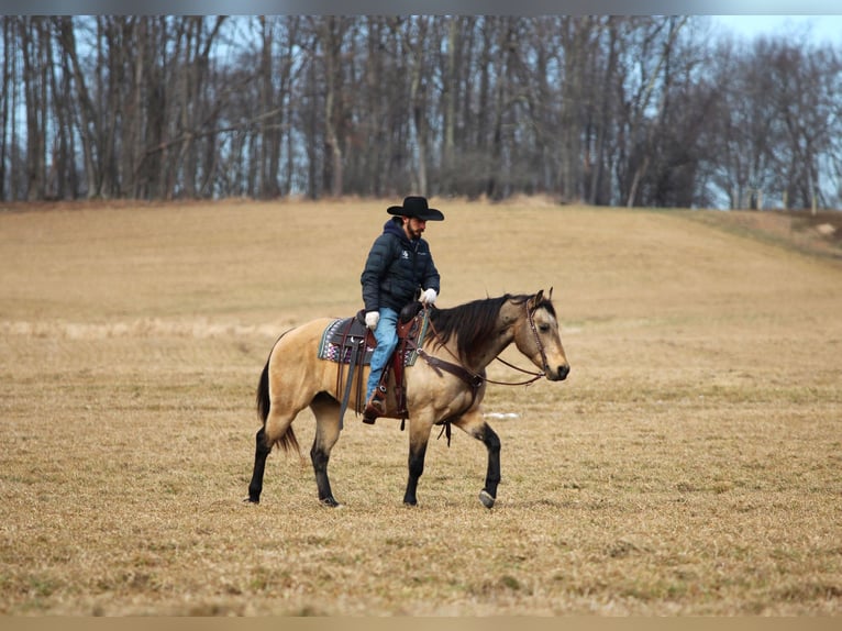 American Quarter Horse Gelding 12 years 15 hh Buckskin in Clarion