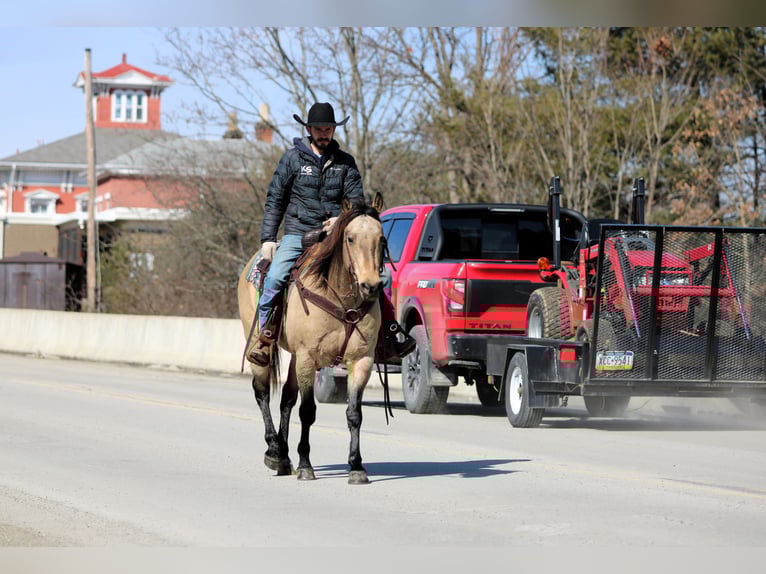 American Quarter Horse Gelding 12 years 15 hh Buckskin in Clarion