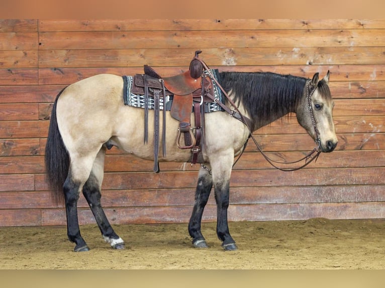 American Quarter Horse Gelding 12 years 15 hh Buckskin in Clarion
