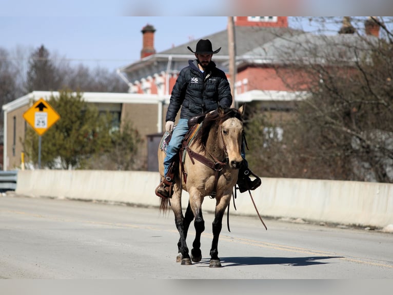 American Quarter Horse Gelding 12 years 15 hh Buckskin in Clarion