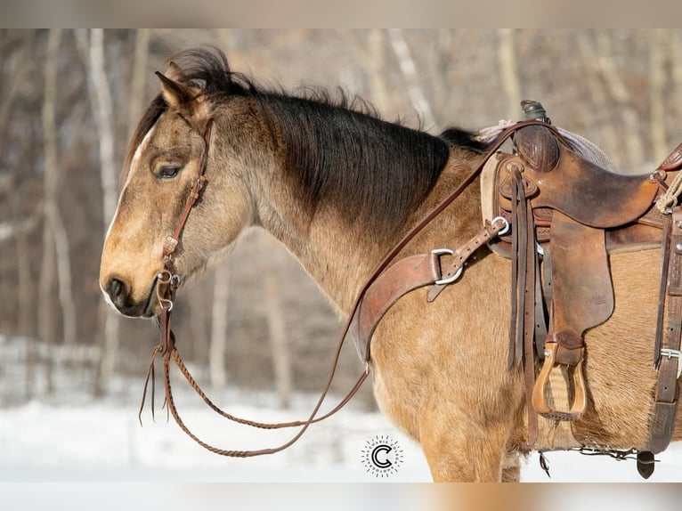 American Quarter Horse Gelding 12 years 15 hh Buckskin in Clayton, WI