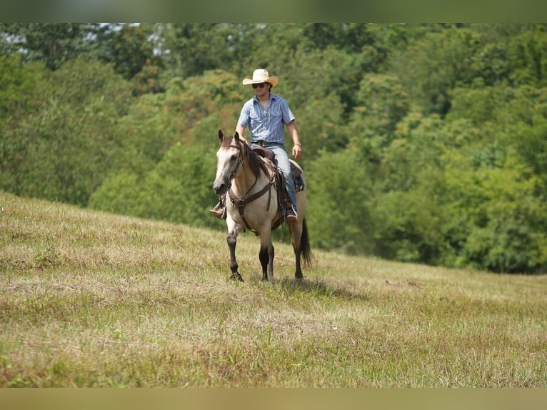 American Quarter Horse Gelding 12 years 15 hh Buckskin in Needmore, PA