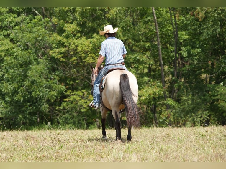 American Quarter Horse Gelding 12 years 15 hh Buckskin in Needmore, PA