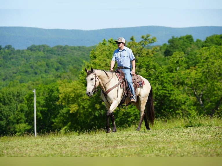 American Quarter Horse Gelding 12 years 15 hh Buckskin in Needmore, PA