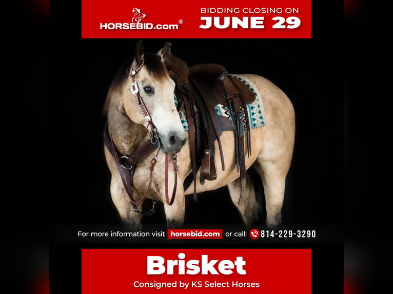 American Quarter Horse Gelding 12 years 15 hh Buckskin in Clarion