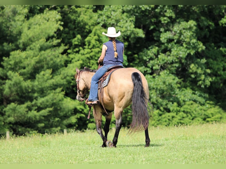 American Quarter Horse Gelding 12 years 15 hh Buckskin in Clarion