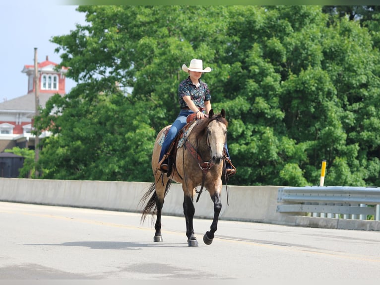 American Quarter Horse Gelding 12 years 15 hh Buckskin in Clarion