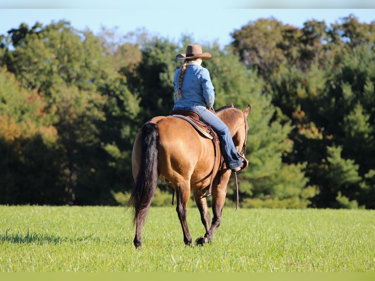 American Quarter Horse Gelding 12 years 15 hh Buckskin in Clarion