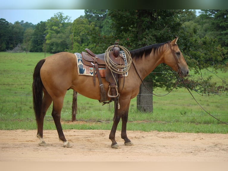 American Quarter Horse Gelding 12 years 15 hh Buckskin in rUSK tx