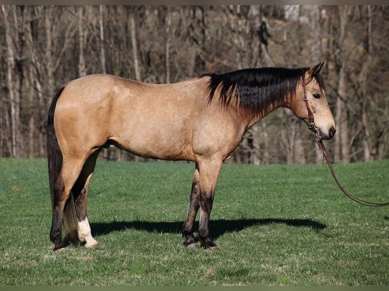 American Quarter Horse Gelding 12 years 15 hh Buckskin in Somerset, KY