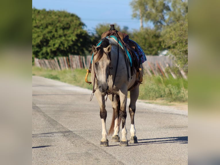 American Quarter Horse Gelding 12 years 15 hh Buckskin in Stephenville TX