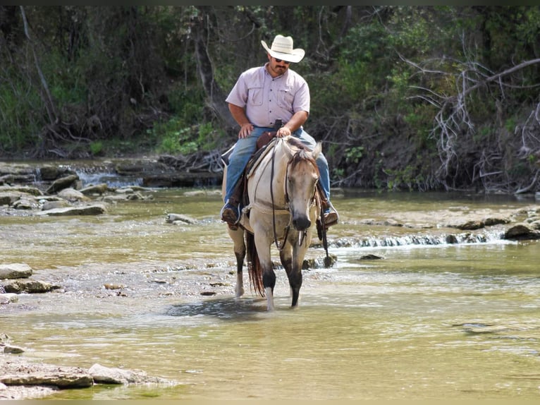 American Quarter Horse Gelding 12 years 15 hh Buckskin in Stephenville TX