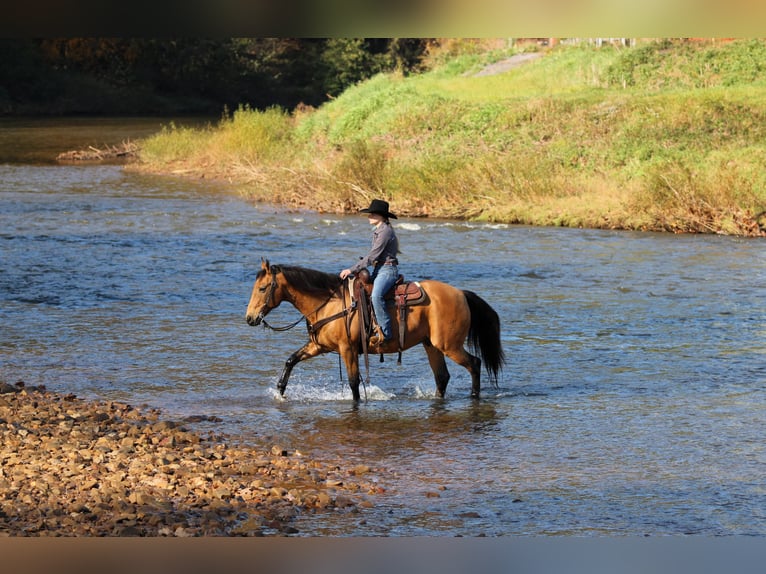 American Quarter Horse Gelding 12 years 15 hh Buckskin in Clarion