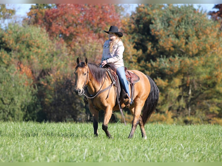 American Quarter Horse Gelding 12 years 15 hh Buckskin in Clarion