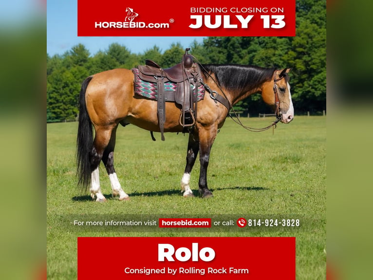 American Quarter Horse Gelding 12 years 15 hh Buckskin in Clarion