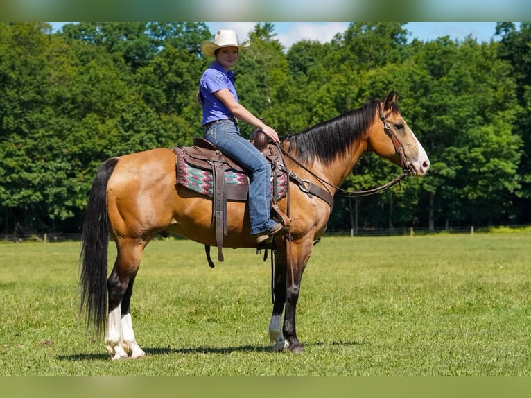 American Quarter Horse Gelding 12 years 15 hh Buckskin in Clarion