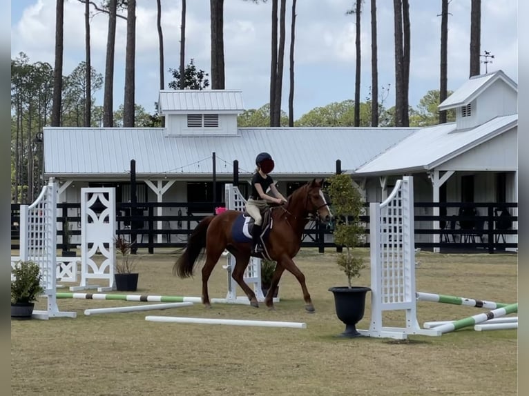 American Quarter Horse Gelding 12 years 15 hh Chestnut-Red in Santa Rosa Beach