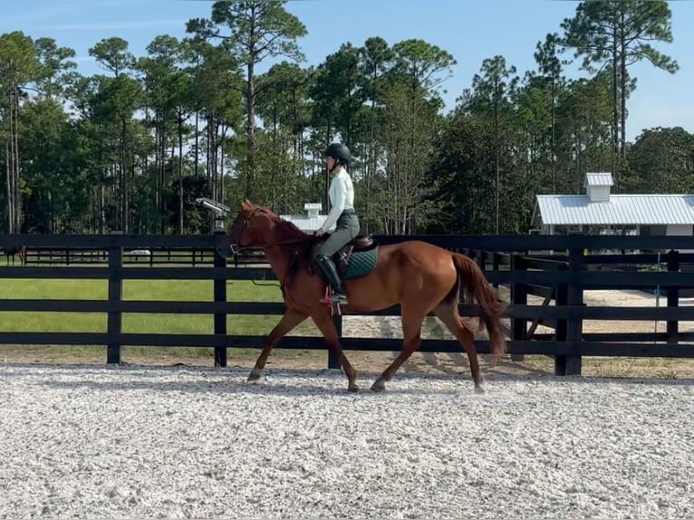 American Quarter Horse Gelding 12 years 15 hh Chestnut-Red in Santa Rosa Beach