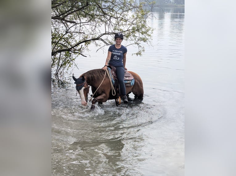 American Quarter Horse Gelding 12 years 15 hh Chestnut-Red in Hilden