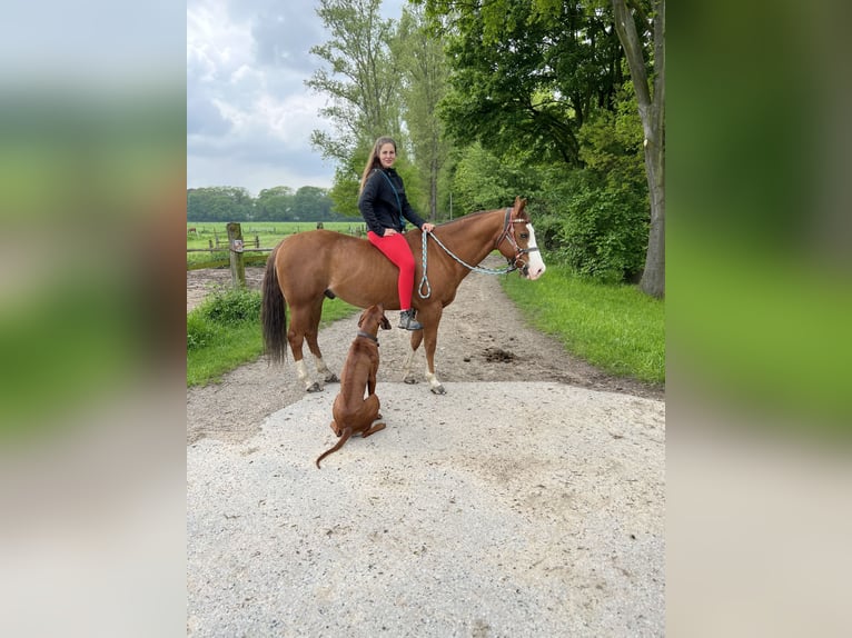 American Quarter Horse Gelding 12 years 15 hh Chestnut-Red in Hilden