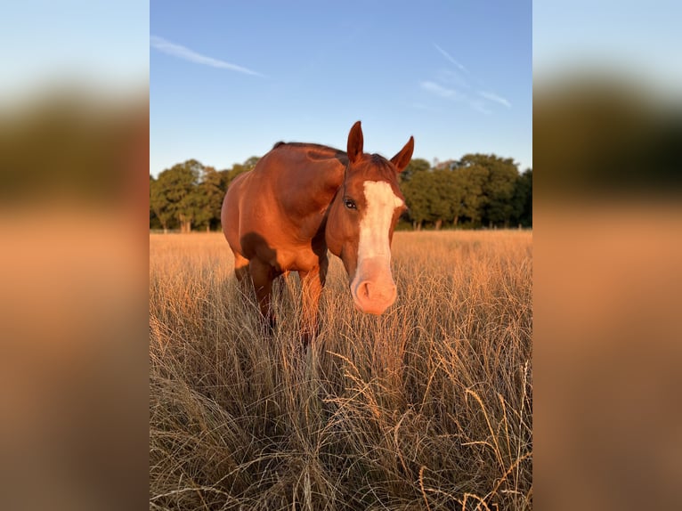 American Quarter Horse Gelding 12 years 15 hh Chestnut-Red in Hilden