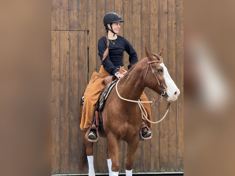 American Quarter Horse Gelding 12 years 15 hh Chestnut-Red in Hilden