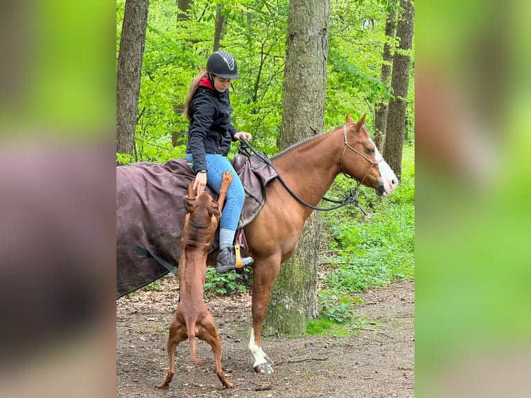 American Quarter Horse Gelding 12 years 15 hh Chestnut-Red in Hilden