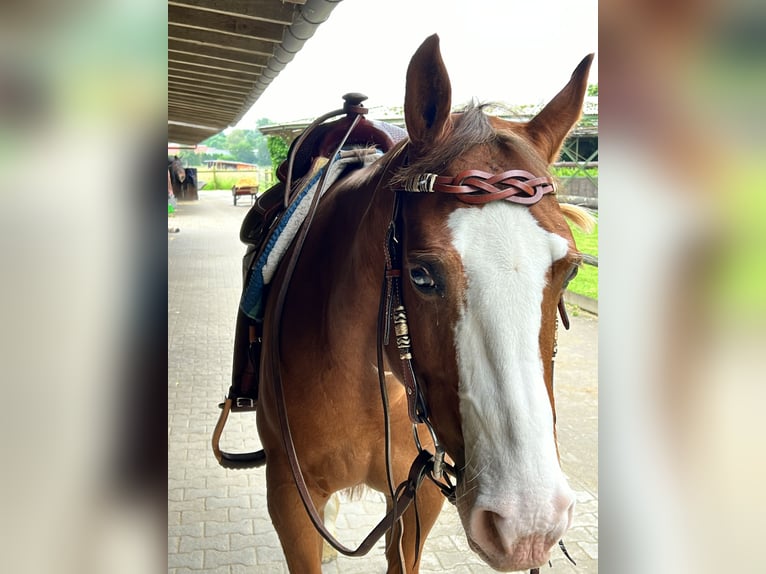 American Quarter Horse Gelding 12 years 15 hh Chestnut-Red in Hilden