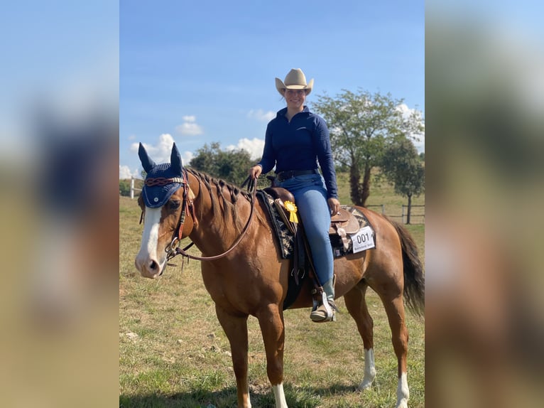 American Quarter Horse Gelding 12 years 15 hh Chestnut-Red in Hilden