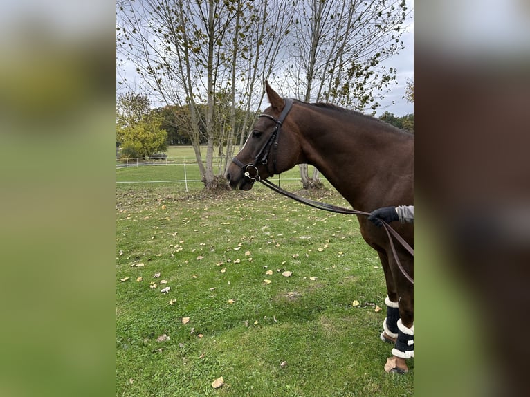 American Quarter Horse Gelding 12 years 15 hh Chestnut in Neukirchen