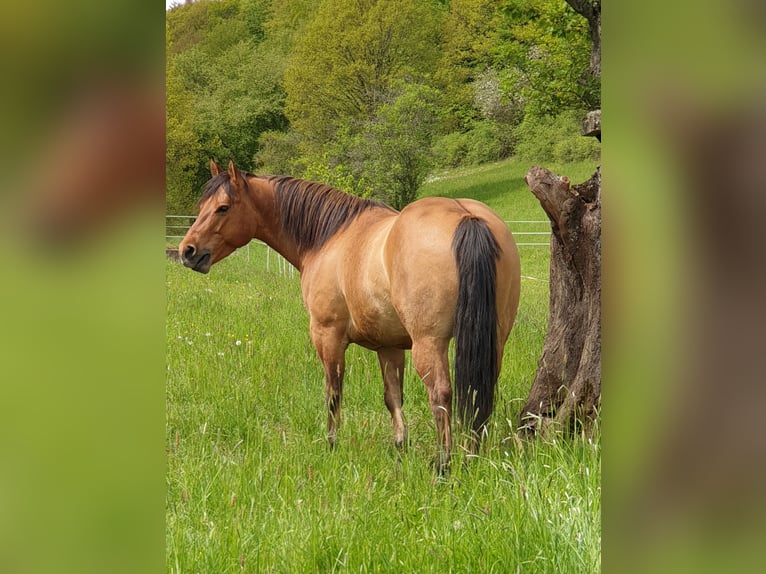 American Quarter Horse Gelding 12 years 15 hh Dun in Herschweiler-Pettersheim