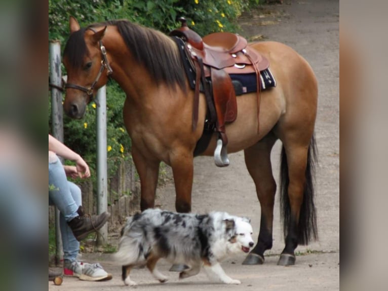 American Quarter Horse Gelding 12 years 15 hh Dun in Herschweiler-Pettersheim